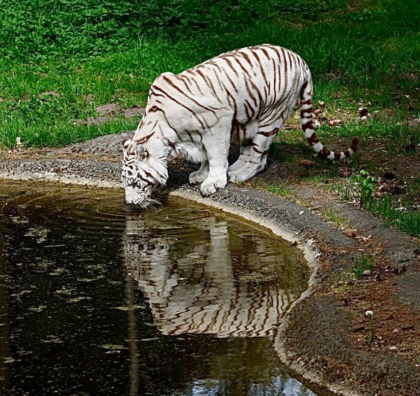 Serengeti-park Hodenhagen-Hodenhagen必去景点