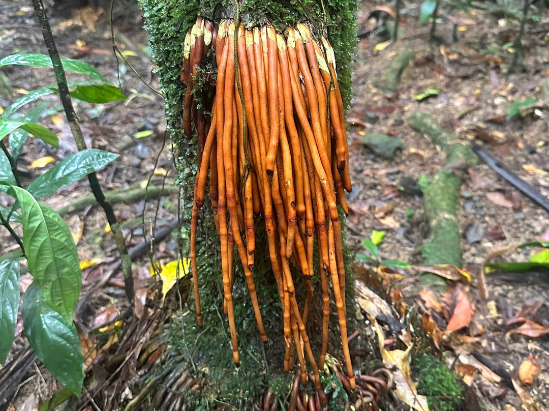 Daintree Rainforest Cooper Creek Wilderness-Cape Tribulation必去景点