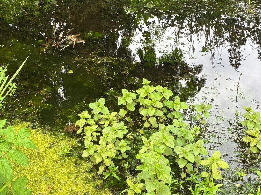 Botanische Tuin Dr. Costerus-Hilversum必去景点