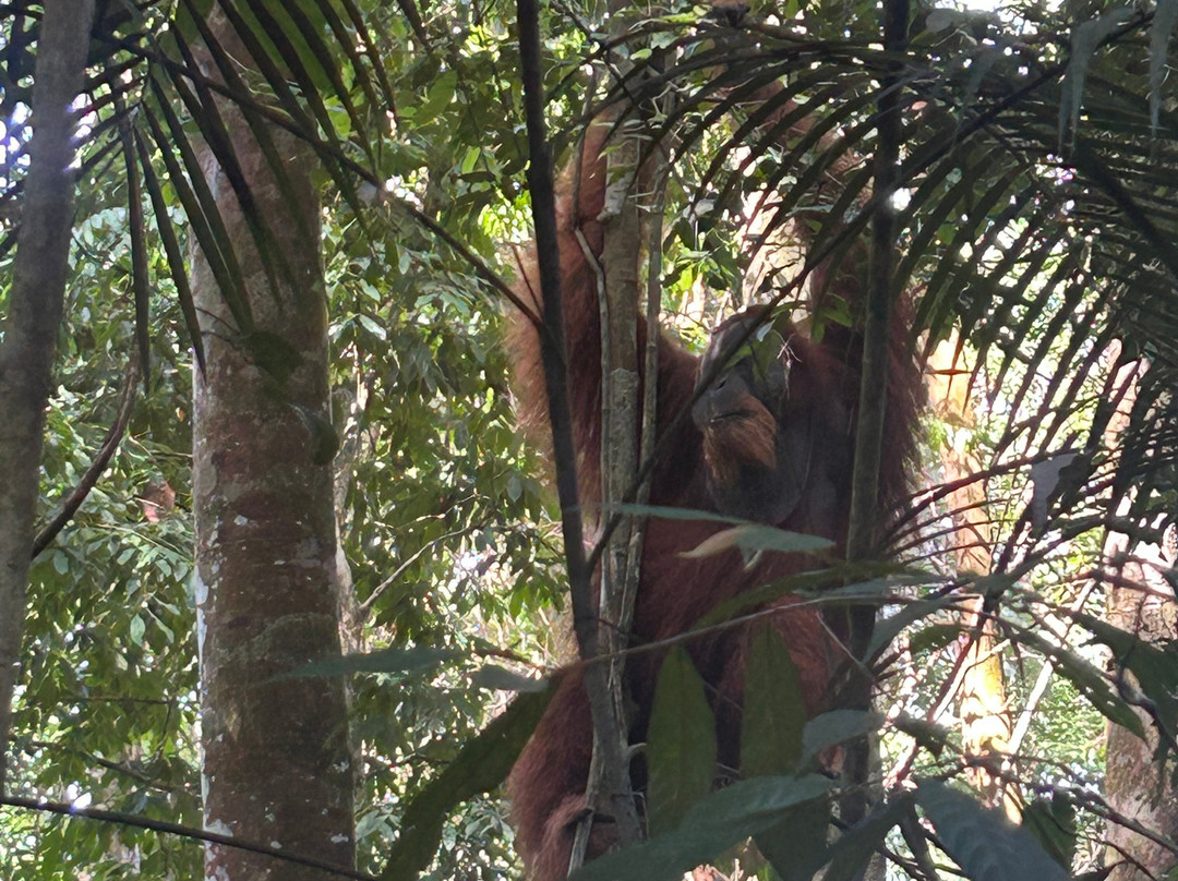 Sumatra Orangutan Explore-武吉拉旺必去景点
