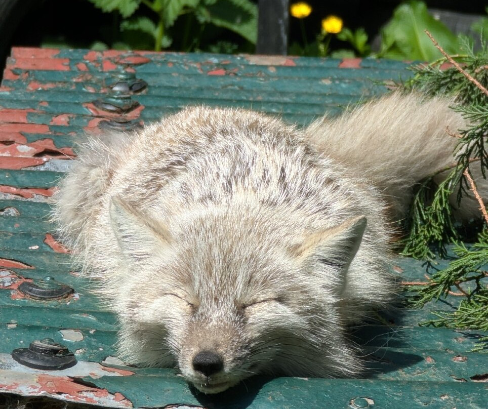 Greenacres Animal Park-Deeside必去景点