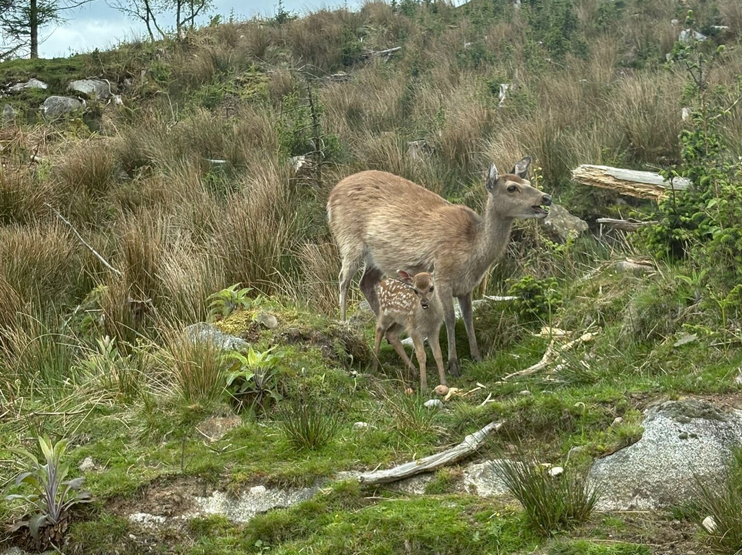 Bainloch Deer Park-Dalbeattie必去景点