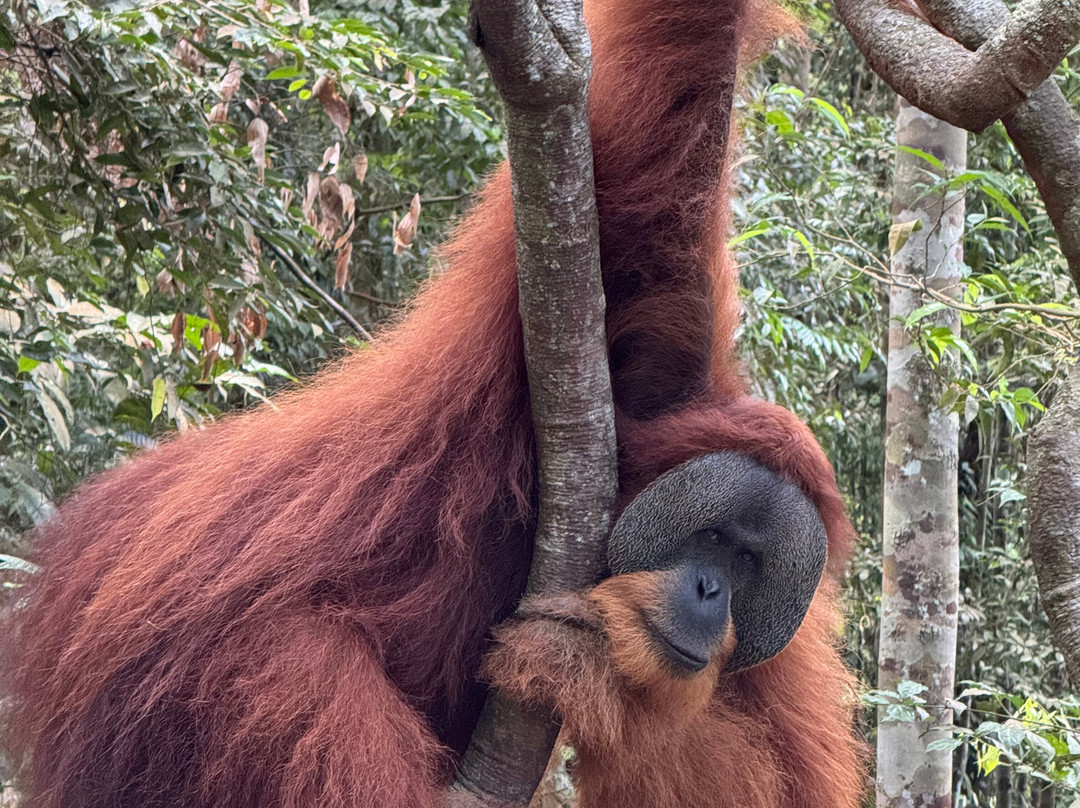 Sumatra Tour Adventures-武吉拉旺必去景点