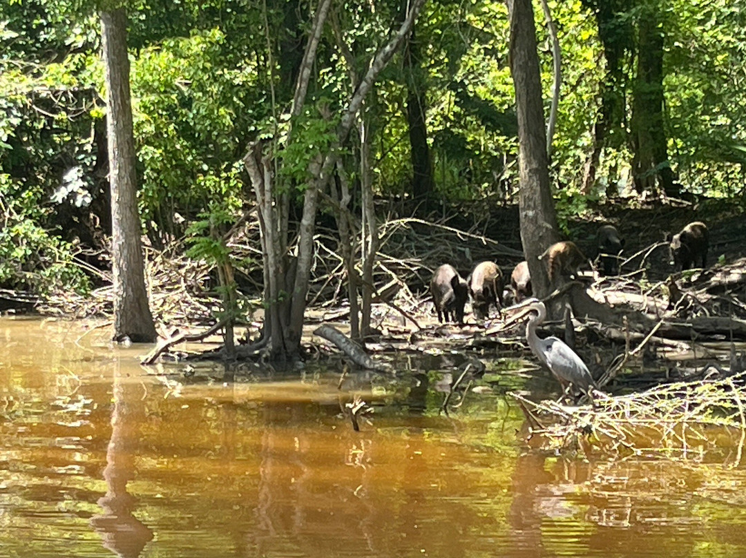 Cajun Pride Swamp Tours-LaPlace必去景点