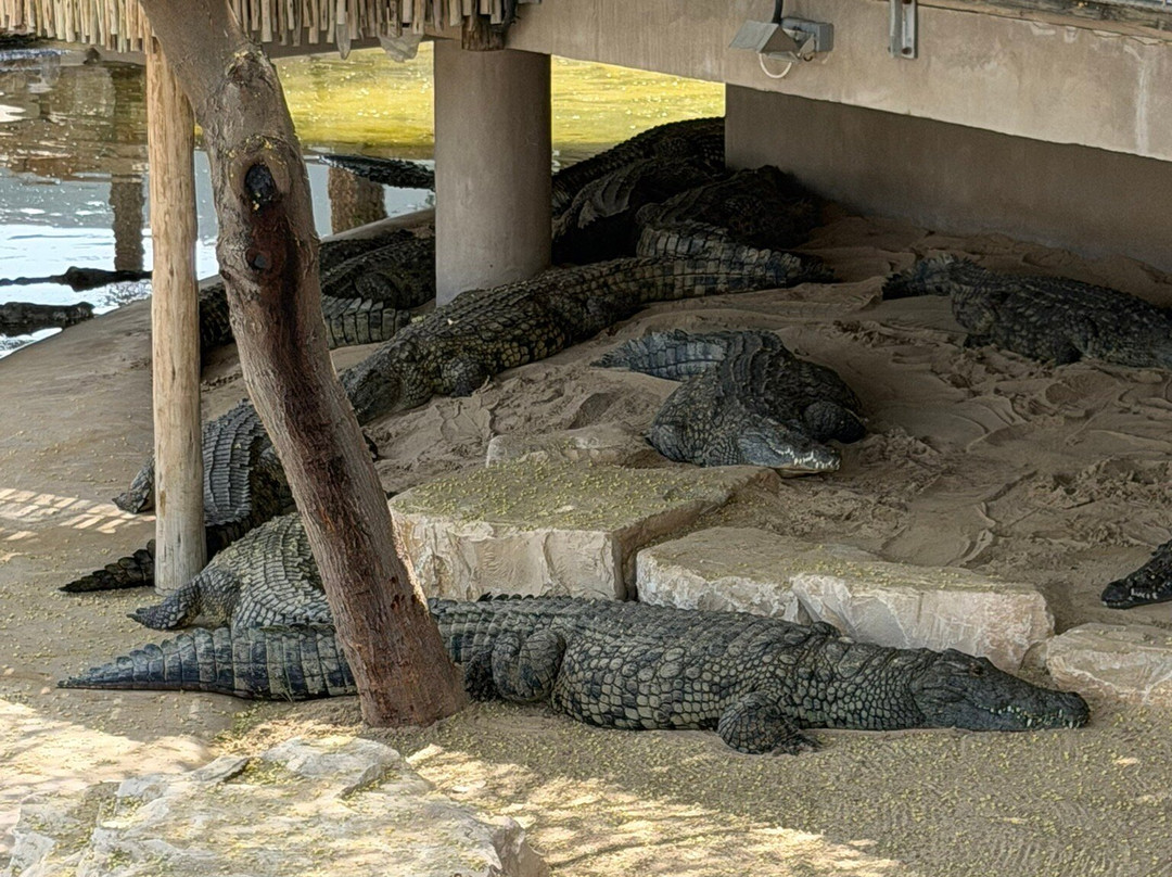 Dubai Crocodile Park-迪拜必去景点