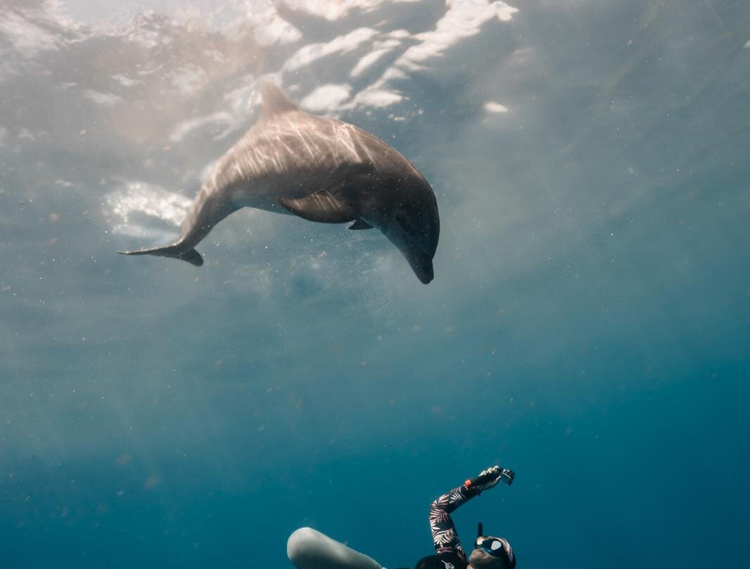 Dominica Water Tours-Scotts Head必去景点