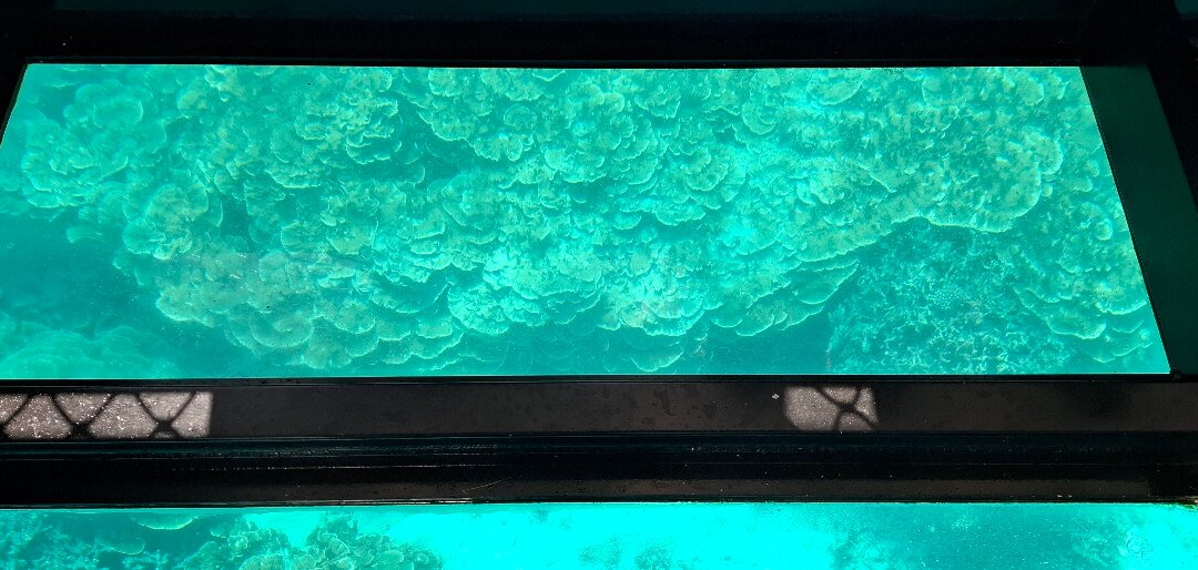 Lady Musgrave Experience - Reef Tours-Burnett Heads必去景点