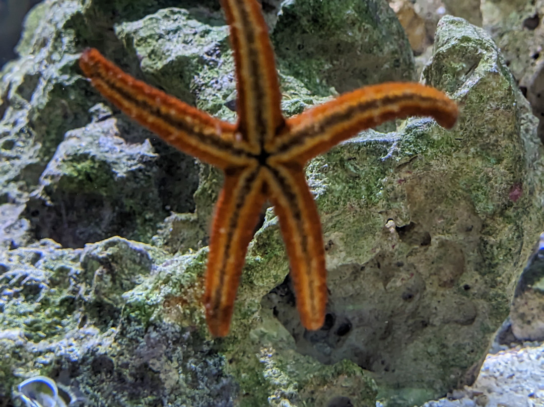 Ubatuba Aquarium-乌巴图巴必去景点