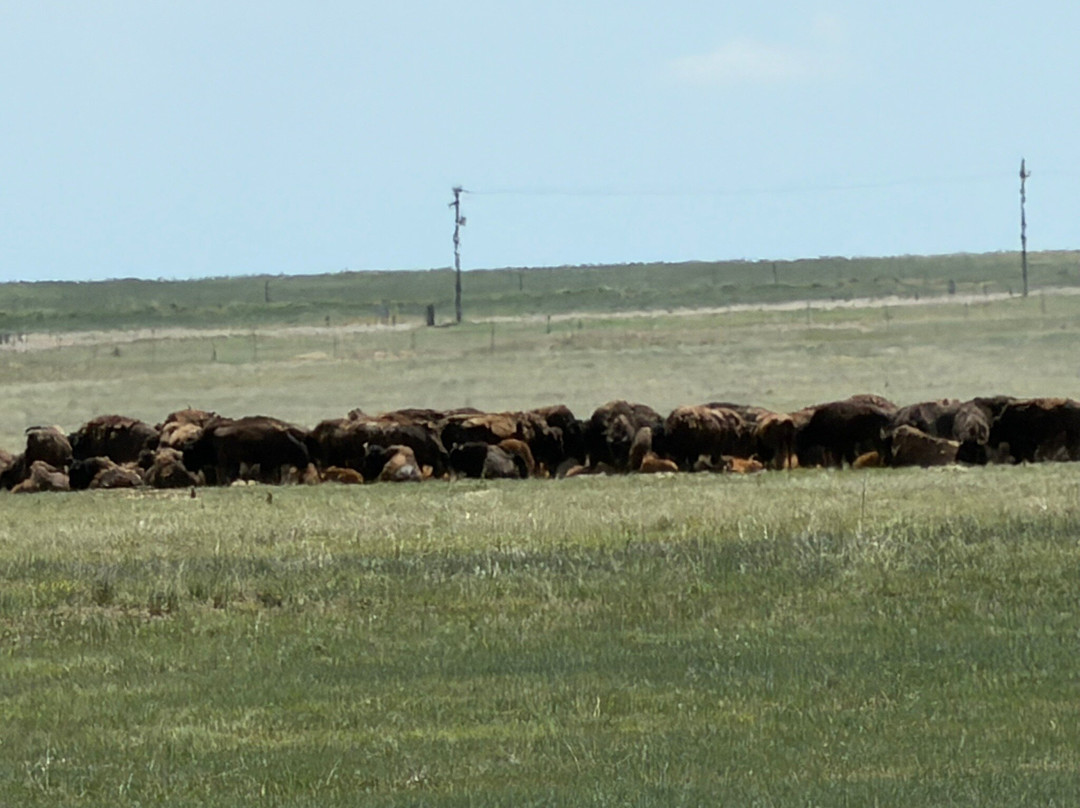 Rocky Mountain Arsenal National Wildlife Refuge-Commerce City必去景点