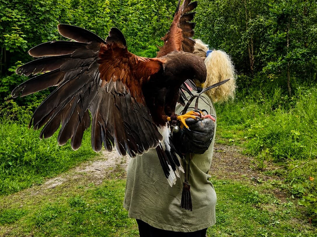 Riverside Falconry-纽卡斯尔必去景点
