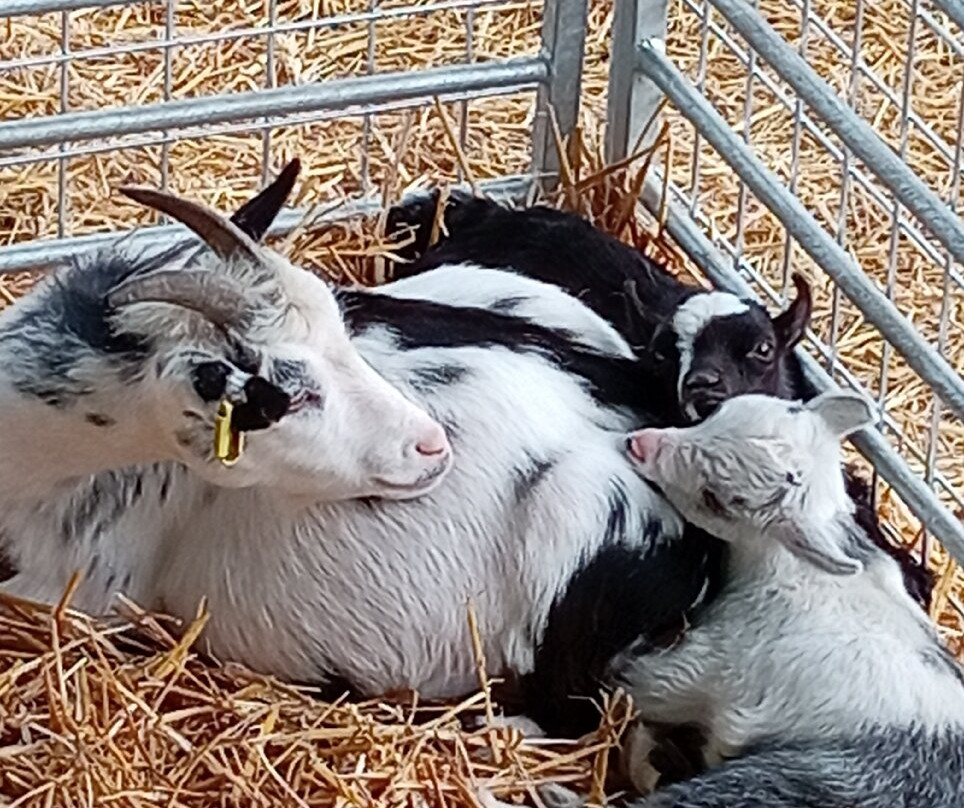 Manorafon Farm Park-Abergele必去景点