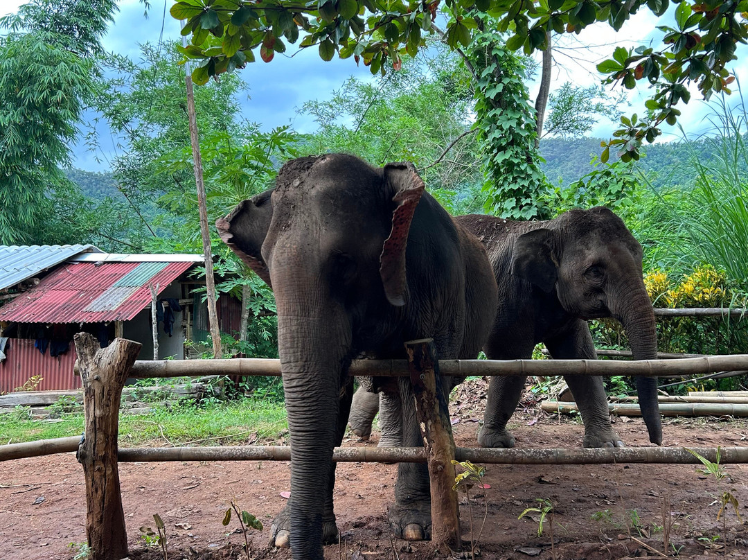 Elephant Sanctuary Care Park-清迈必去景点