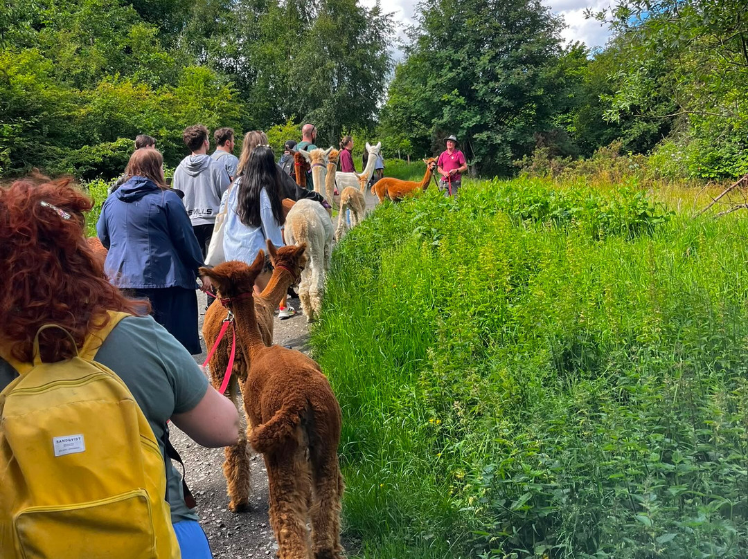 BobCat Alpacas-爱丁堡必去景点