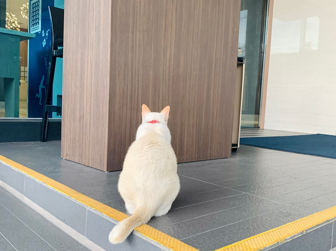 亚庇市中心智选假日酒店主图