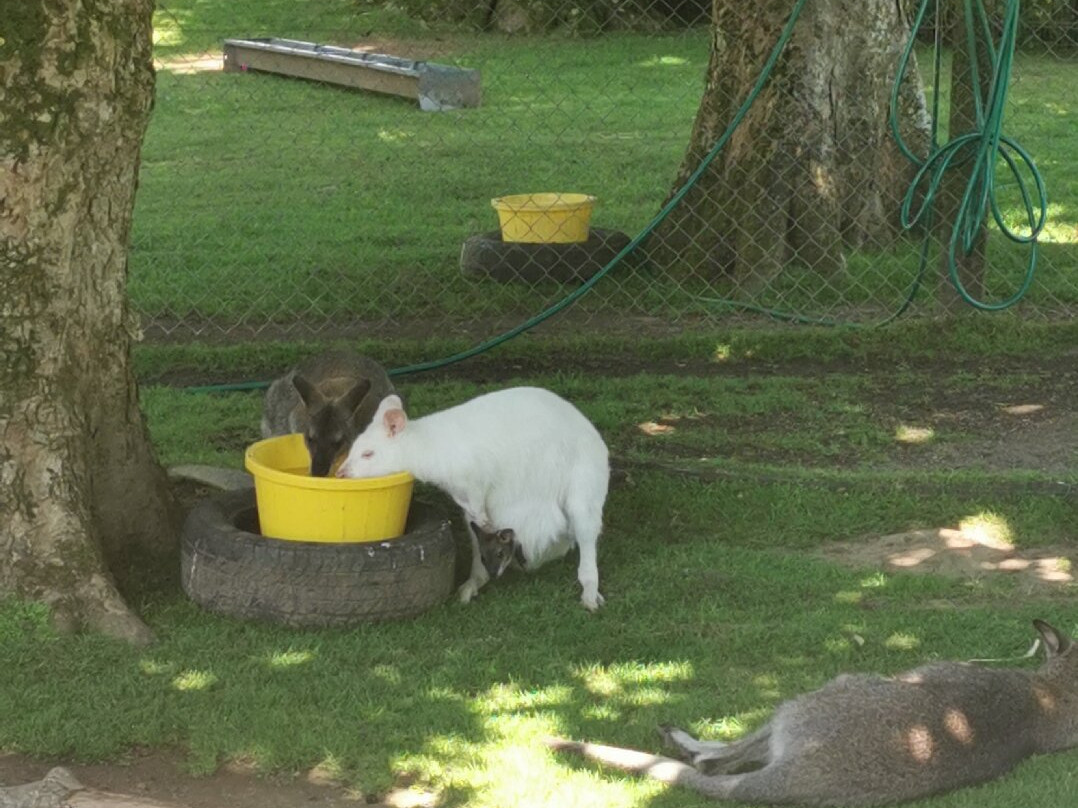 Manor Wildlife Park-St. Florence必去景点