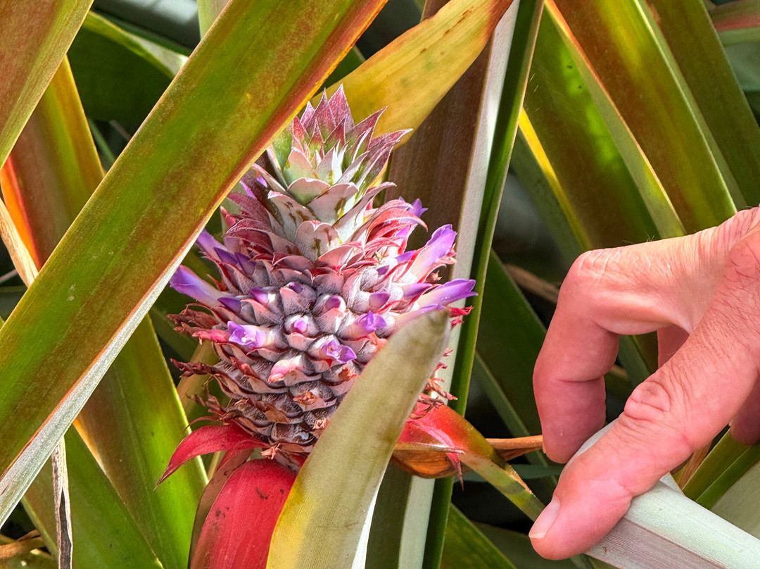 Sugarloaf Pineapple Farm-基拉韦厄必去景点