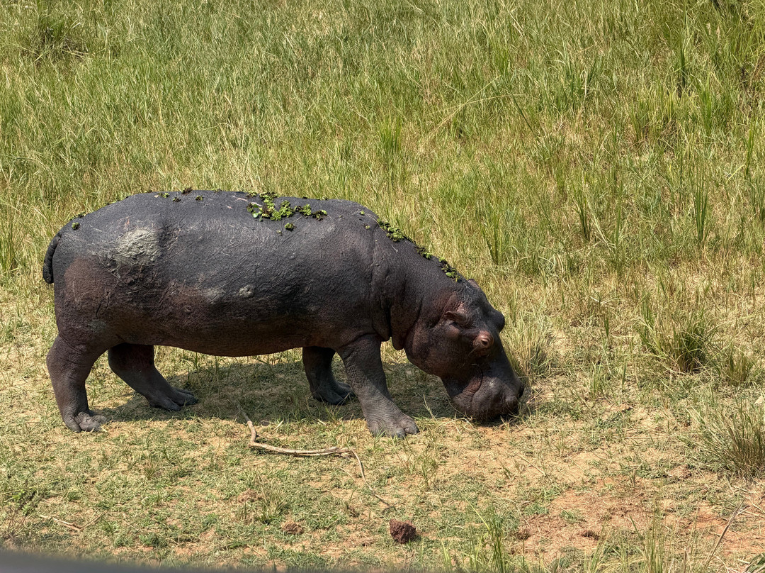 Mukisa Safaris-坎帕拉必去景点