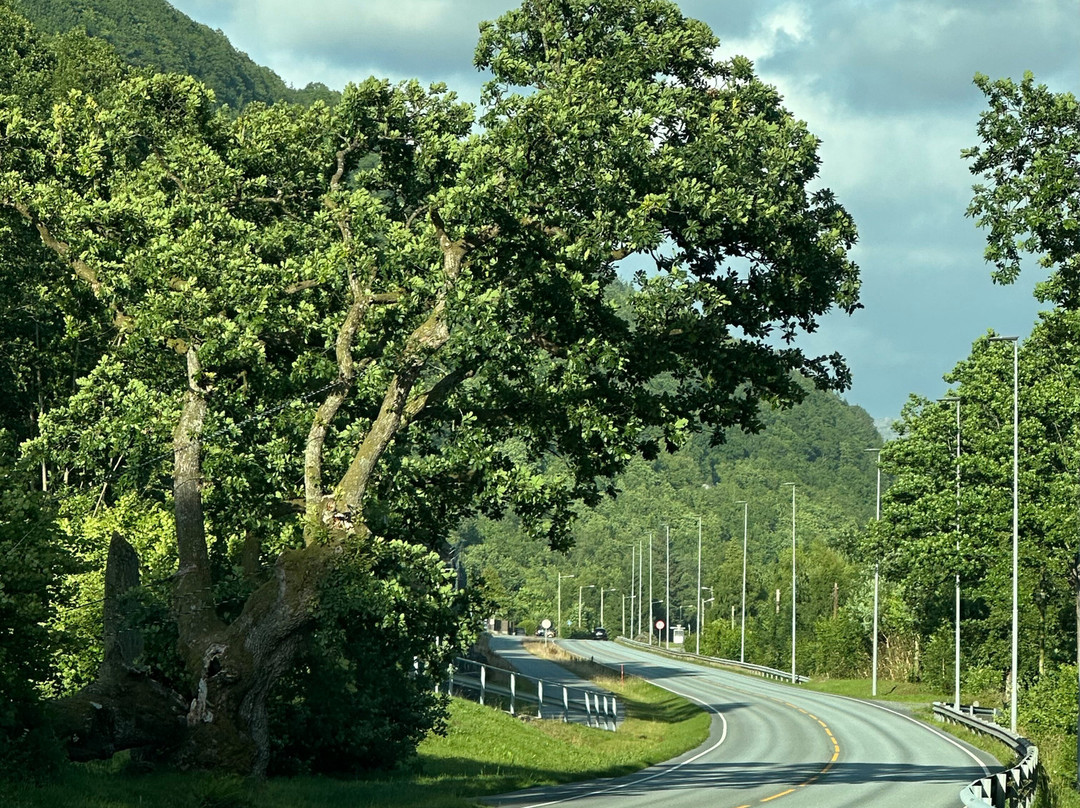 Hola Eigå (Kveldsbekeika), the Hollow Oak