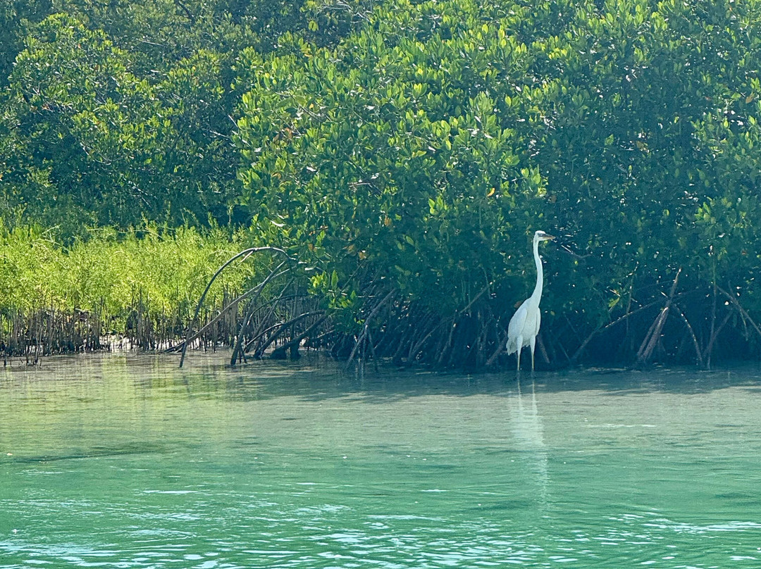 My Holbox Tours-Holbox必去景点