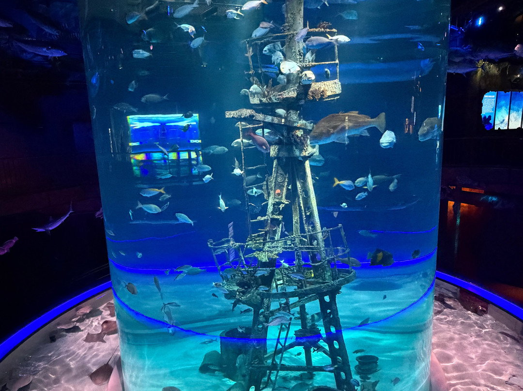 Johnny Morris' Wonders of Wildlife National Museum and Aquarium-斯普林菲尔德必去景点