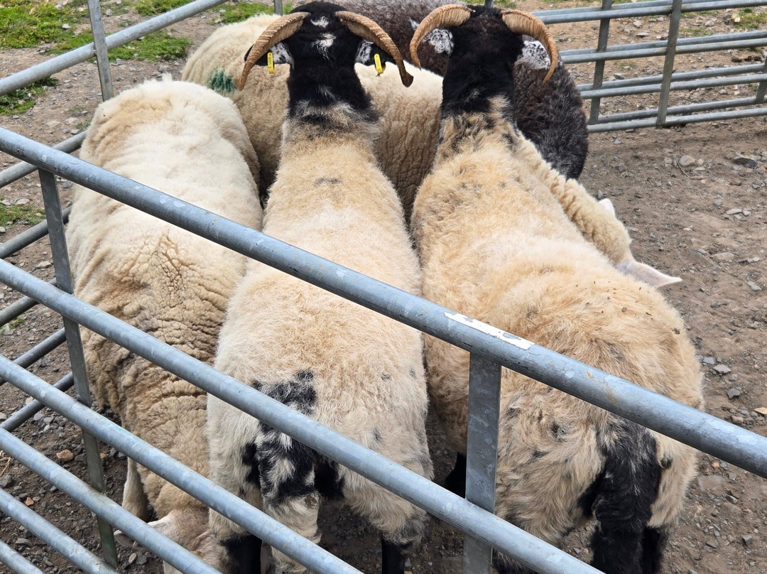 Sheep Smarts-Rathdrum必去景点