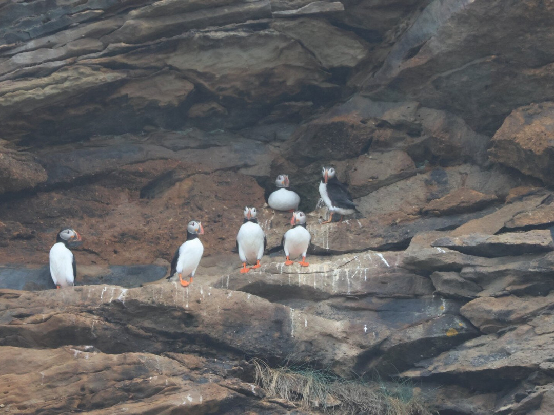 Bird Island Boat Tour-Big Bras d'Or必去景点