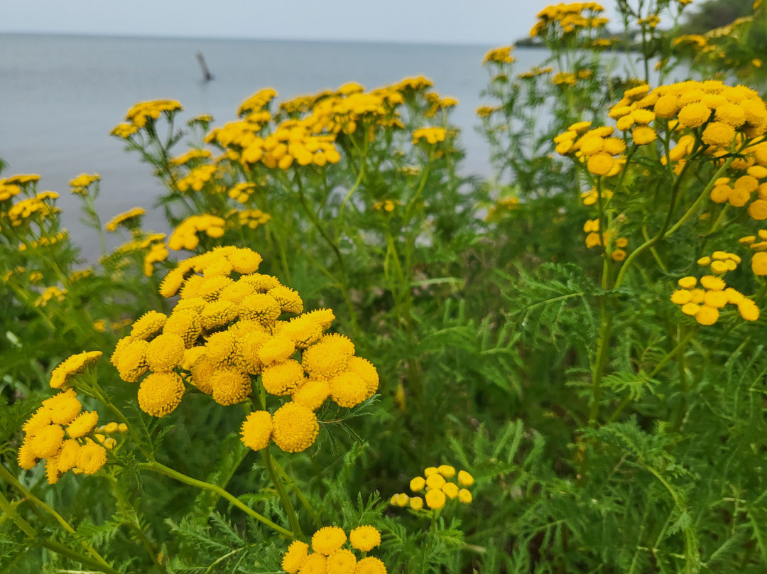 Bayview Park
