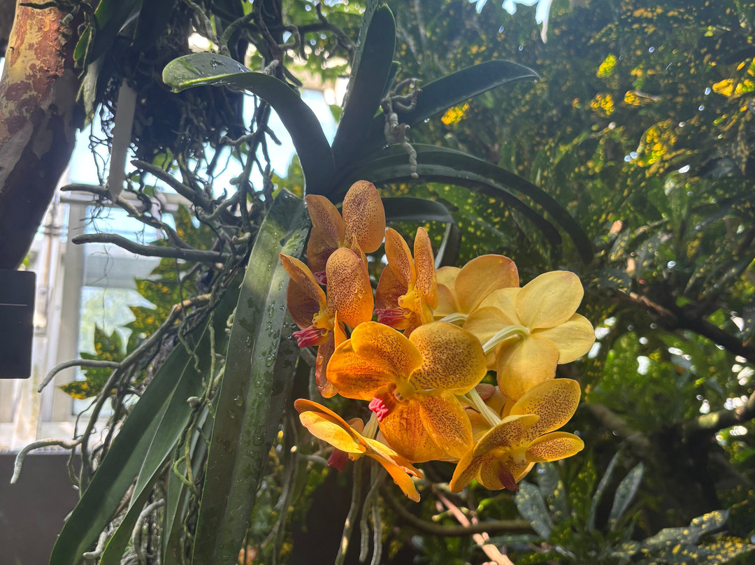 奥布里希热带植物园-麦迪逊必去景点