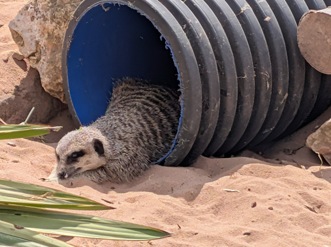 Yorkshire Wildlife Park-Auckley必去景点