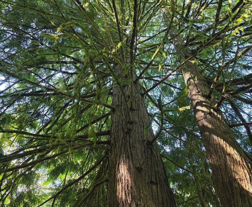 Hoyt Arboretum-波特兰必去景点