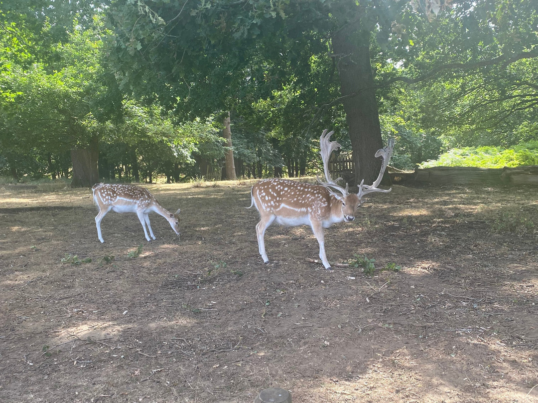Knole - National Trust-Sevenoaks必去景点
