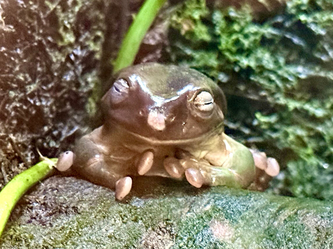 Insectarium de Lizio-Lizio必去景点