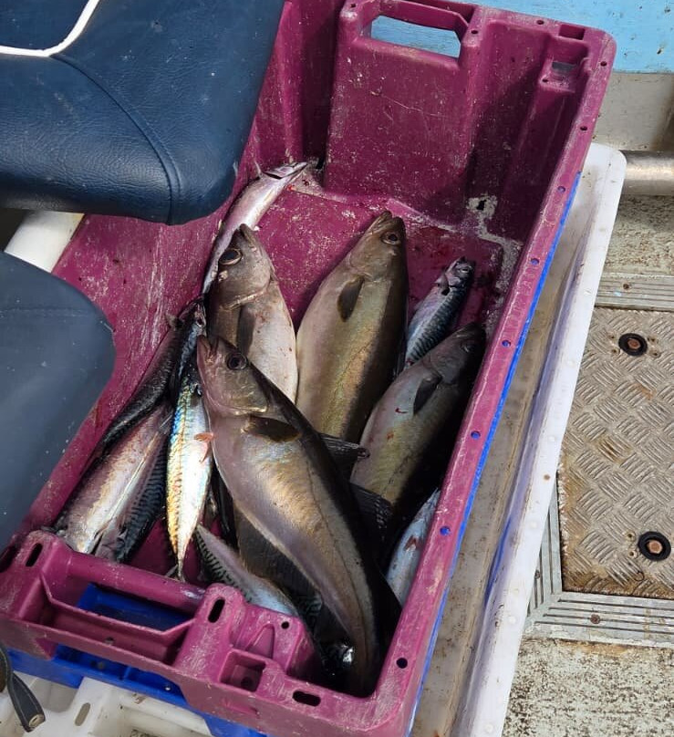 West Kerry Sea Angling and Eco Tours-丁格尔必去景点
