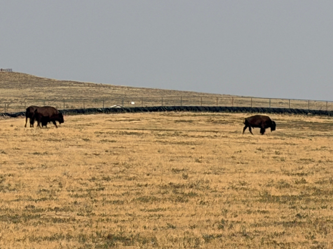 Rocky Mountain Arsenal National Wildlife Refuge-Commerce City必去景点