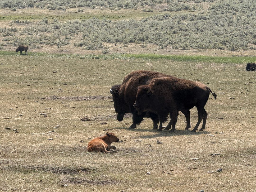 Yellowstone Wolf Tracker-加德纳必去景点