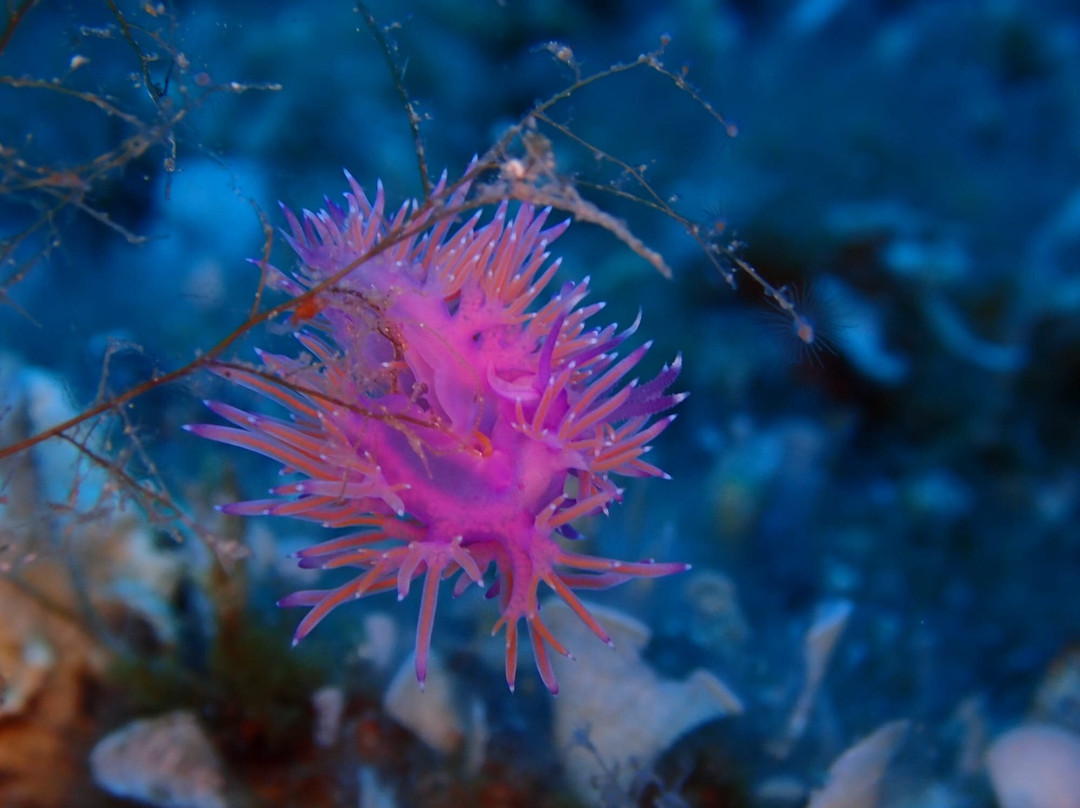 Lustrica diving-Ustica必去景点