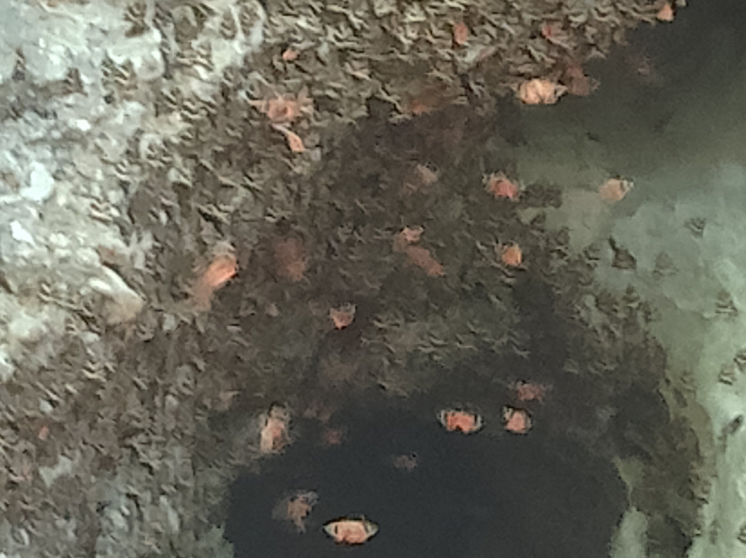 Valley of the Butterflies-Petaloudes必去景点