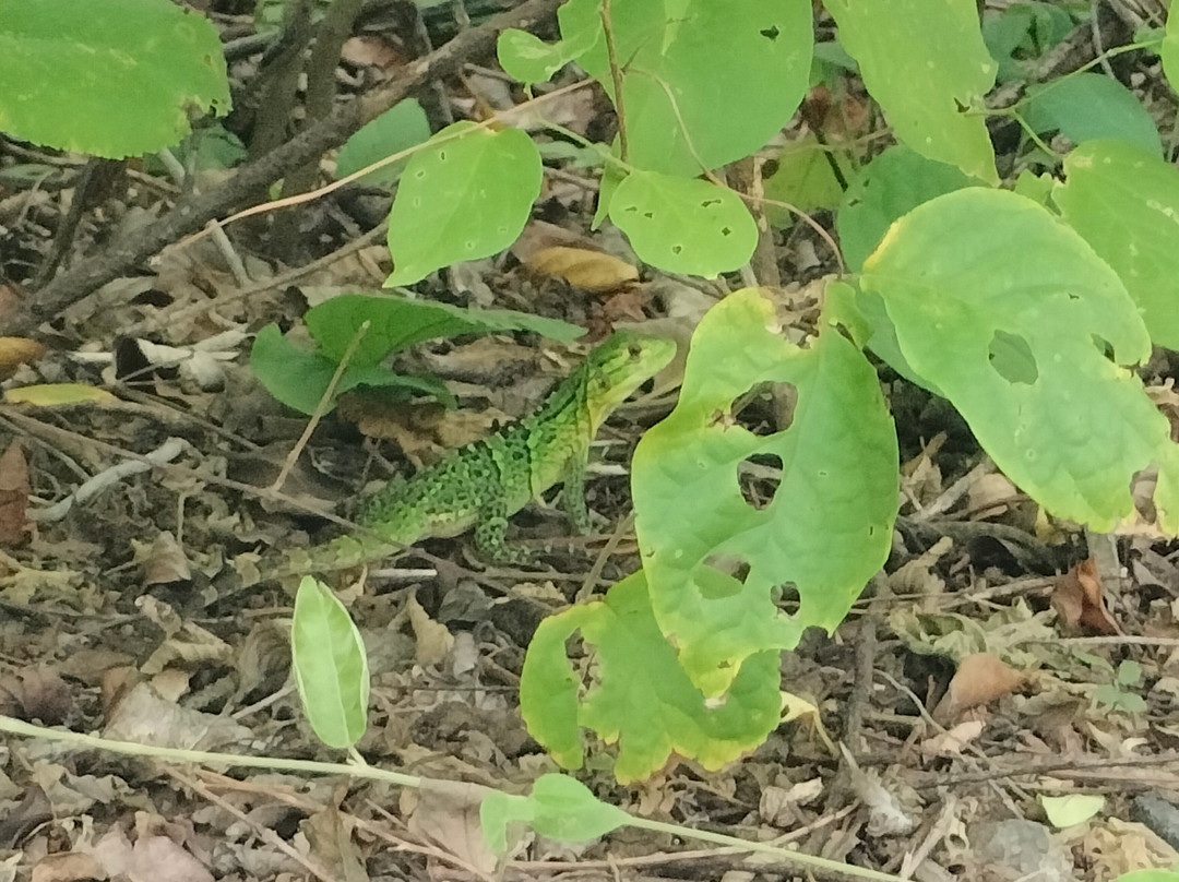 Parque Nacional Rincón de la Vieja-瓜纳卡斯特省必去景点