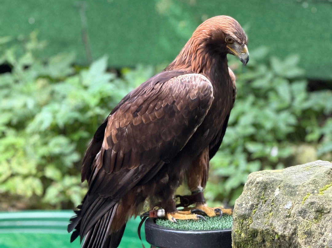 World of Wings Birds of Prey Centre-坎伯诺尔德必去景点