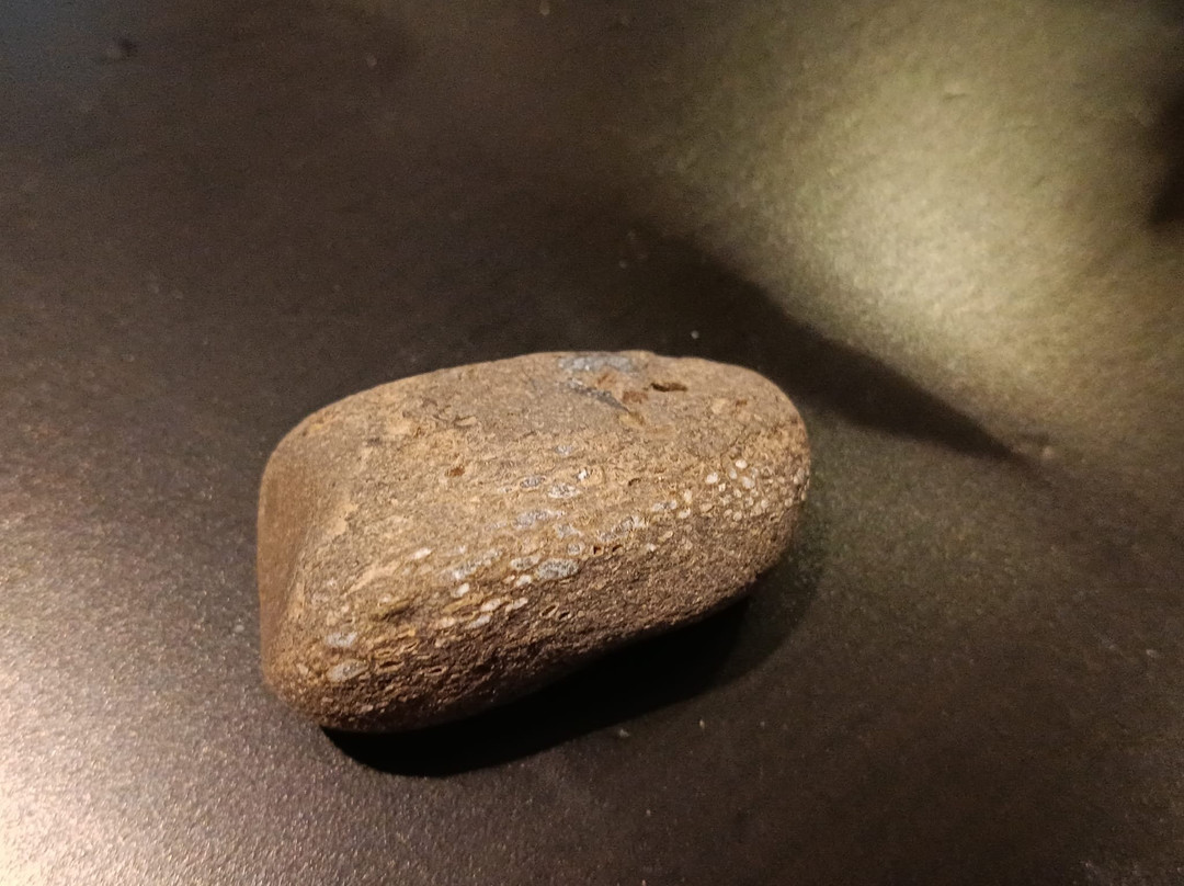 Isle of Wight Fossil Walks- Wight Coast Fossils-文特诺必去景点