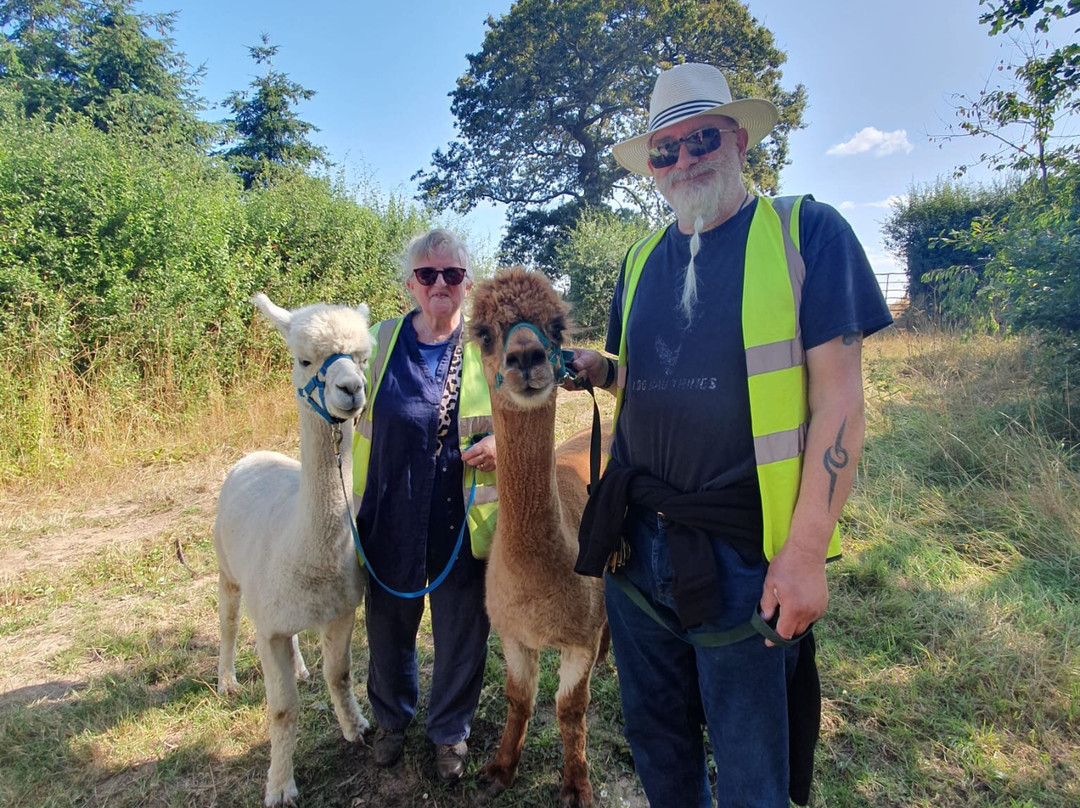 Knightley Alpaca Trekking-斯塔福德必去景点