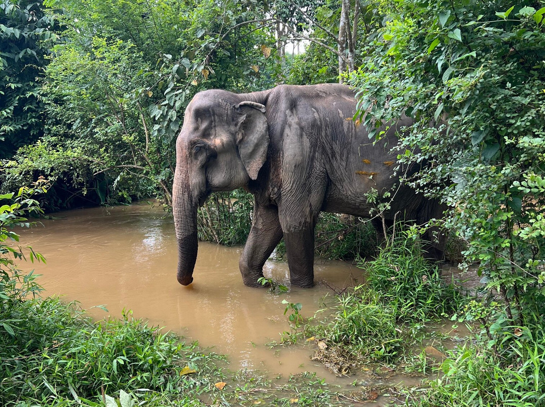 Boon Lott's Elephant Sanctuary-素可泰必去景点