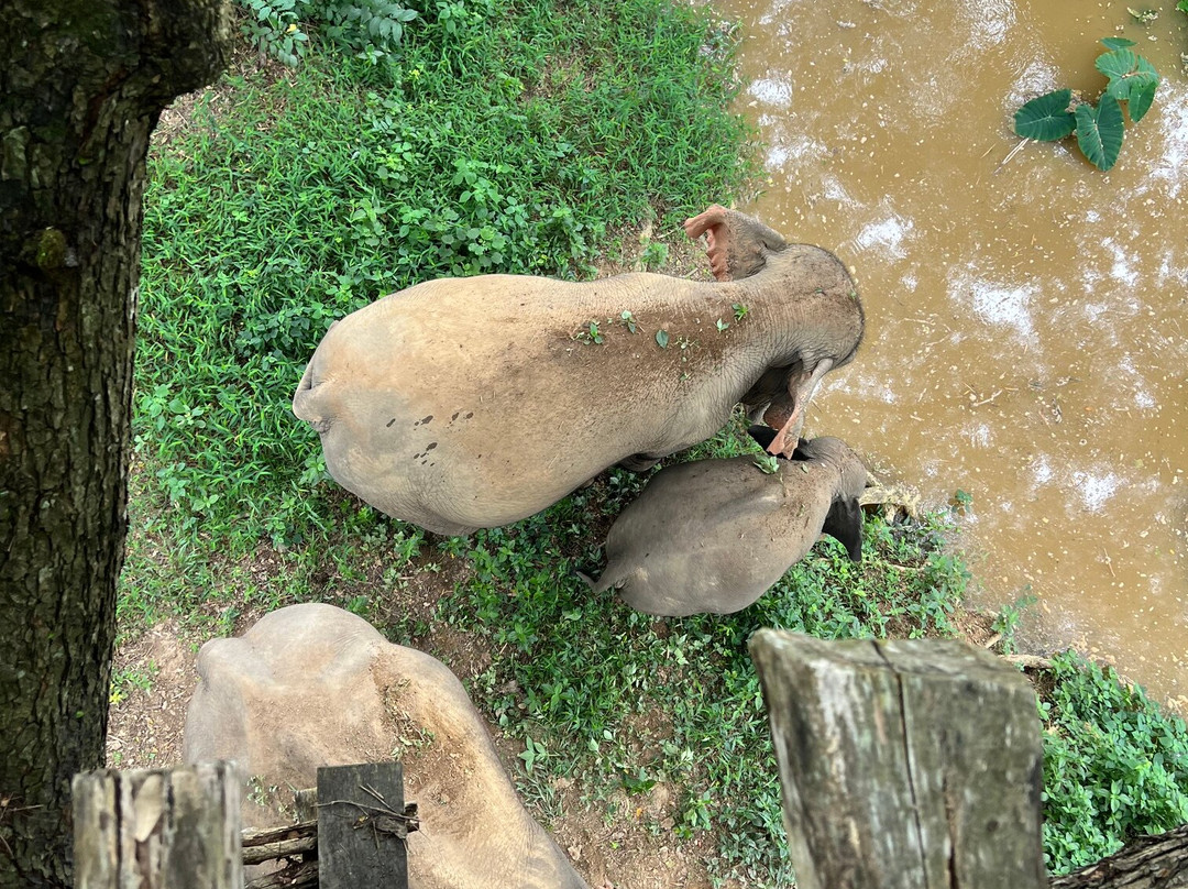 Boon Lott's Elephant Sanctuary-素可泰必去景点