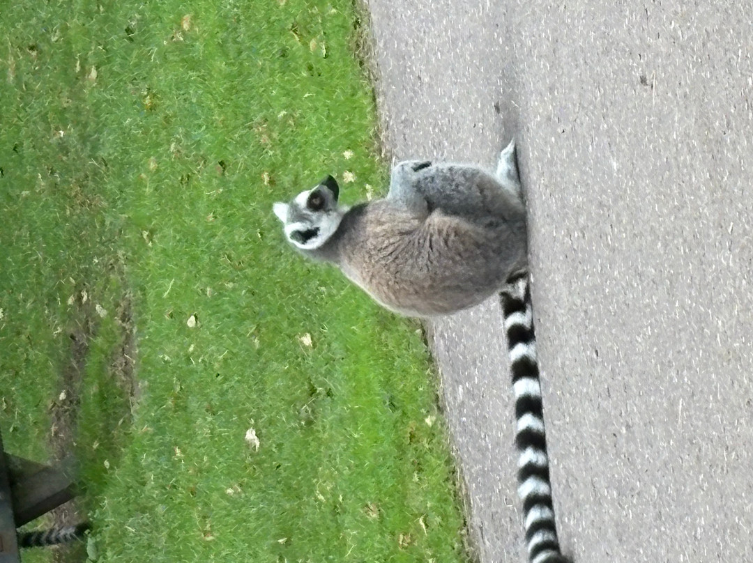 Fota Wildlife Park-Carrigtwohill必去景点