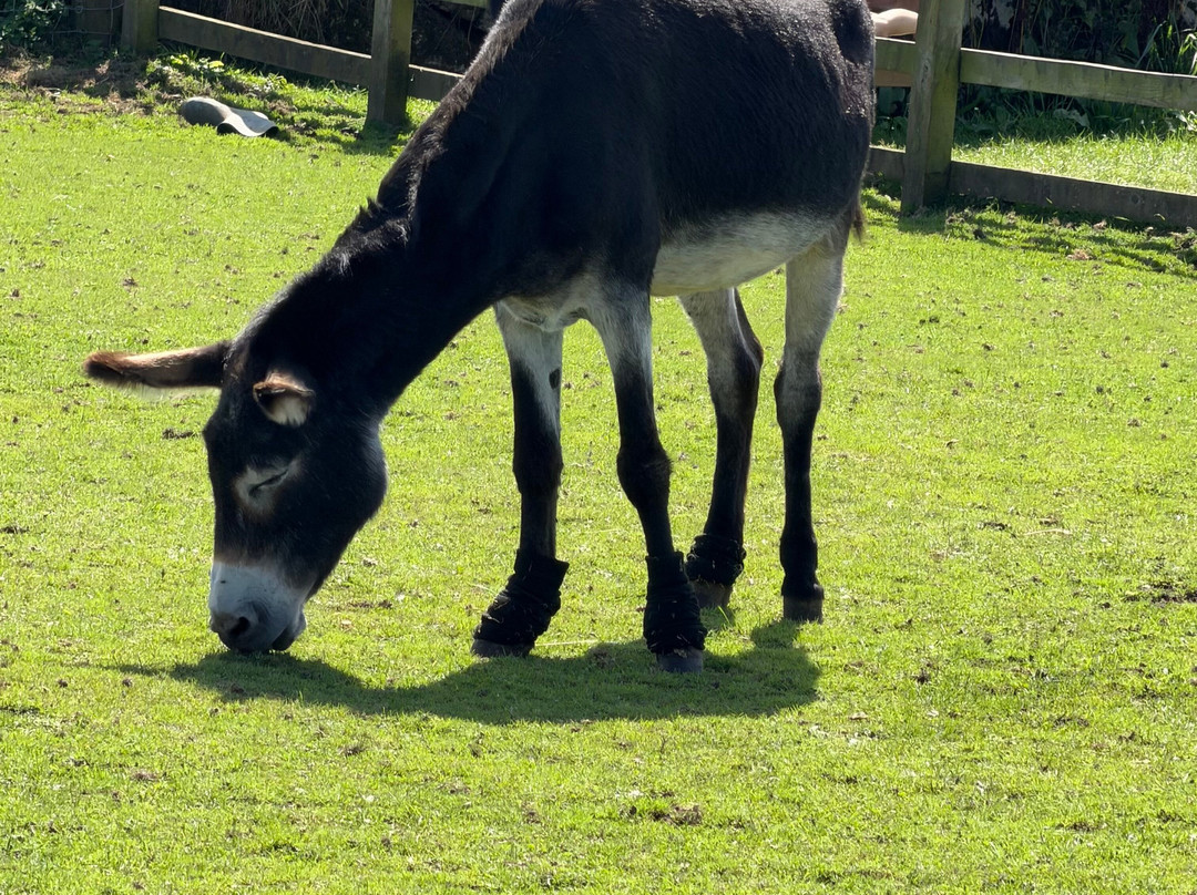 The Flicka Foundation - Donkey Sanctuary-Penryn必去景点
