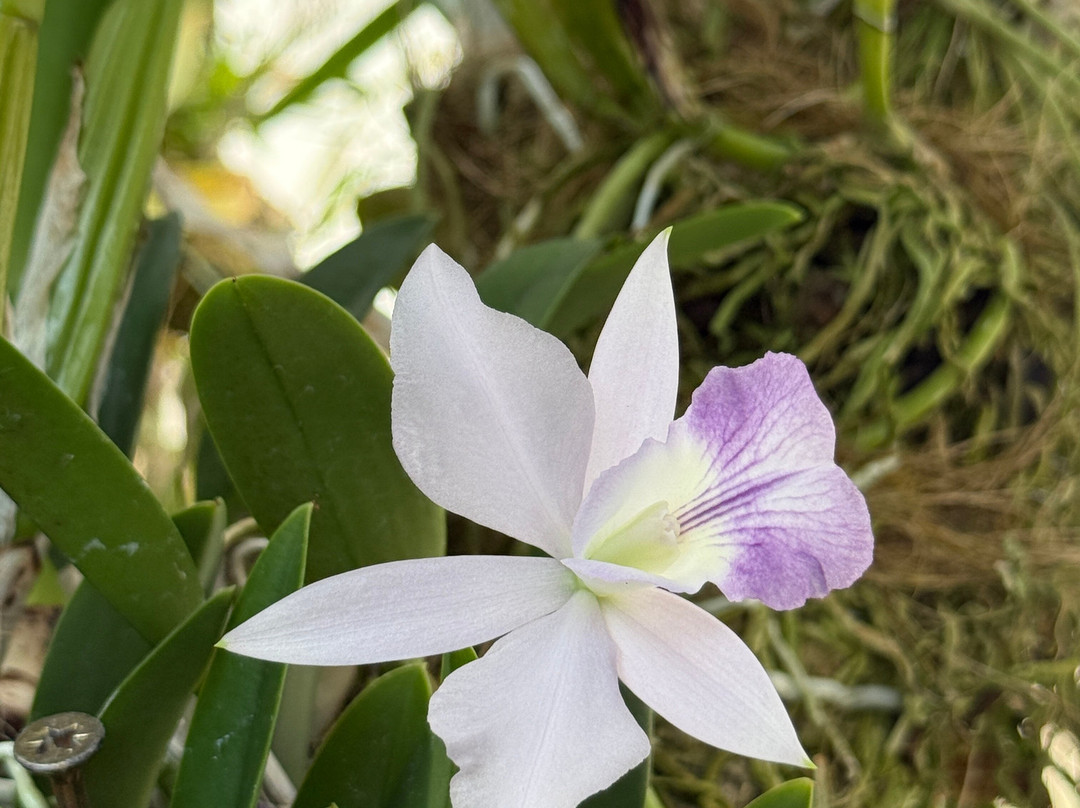 Orquidario de Estepona-埃斯特波纳必去景点