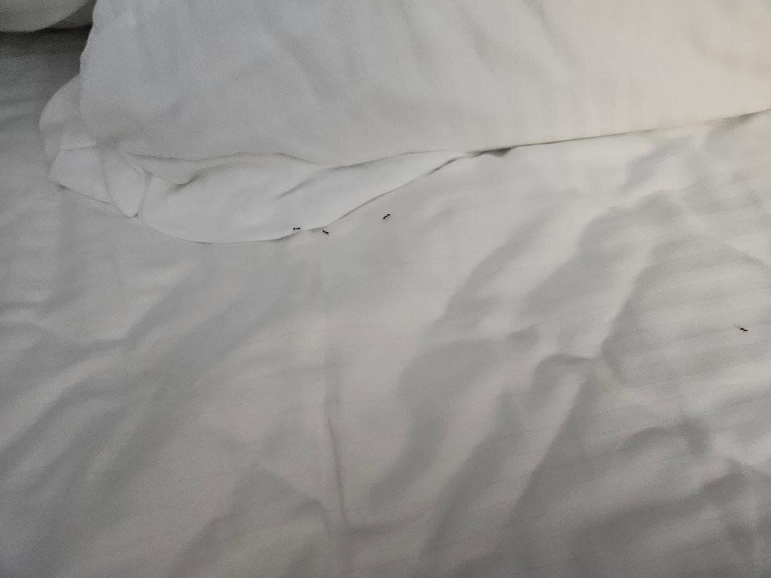 格伦罗斯拉昆塔温德姆套房酒店-旅行者
