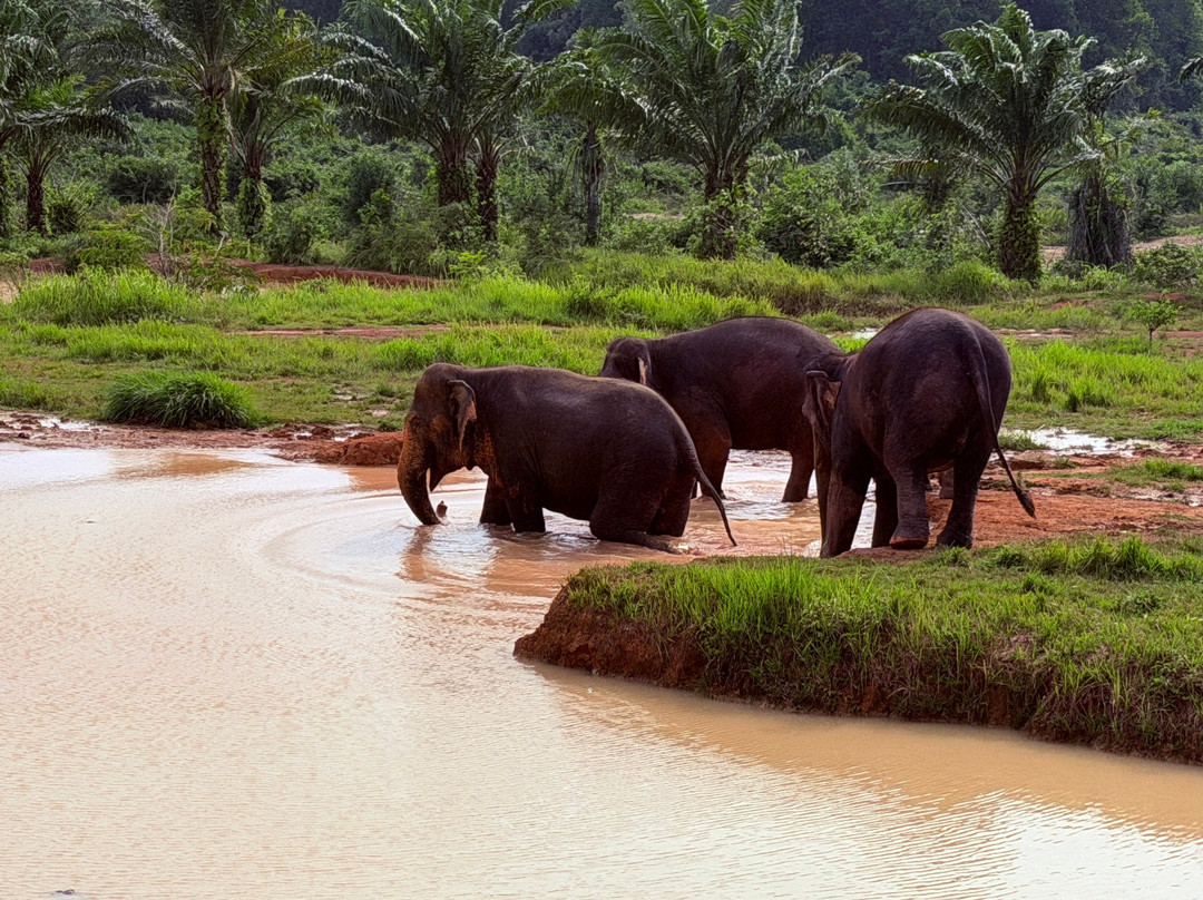 Following Giants - Krabi-Khlong Hin必去景点