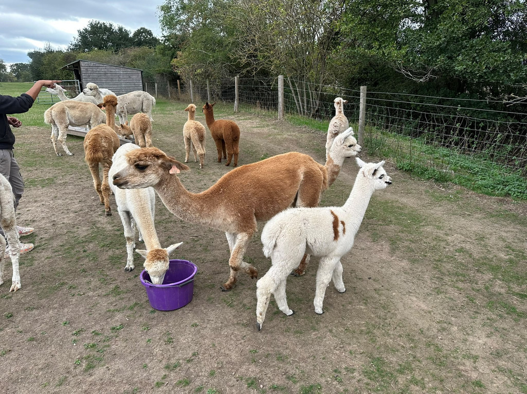 Faerie Tale Alpacas-凯尼尔沃思必去景点