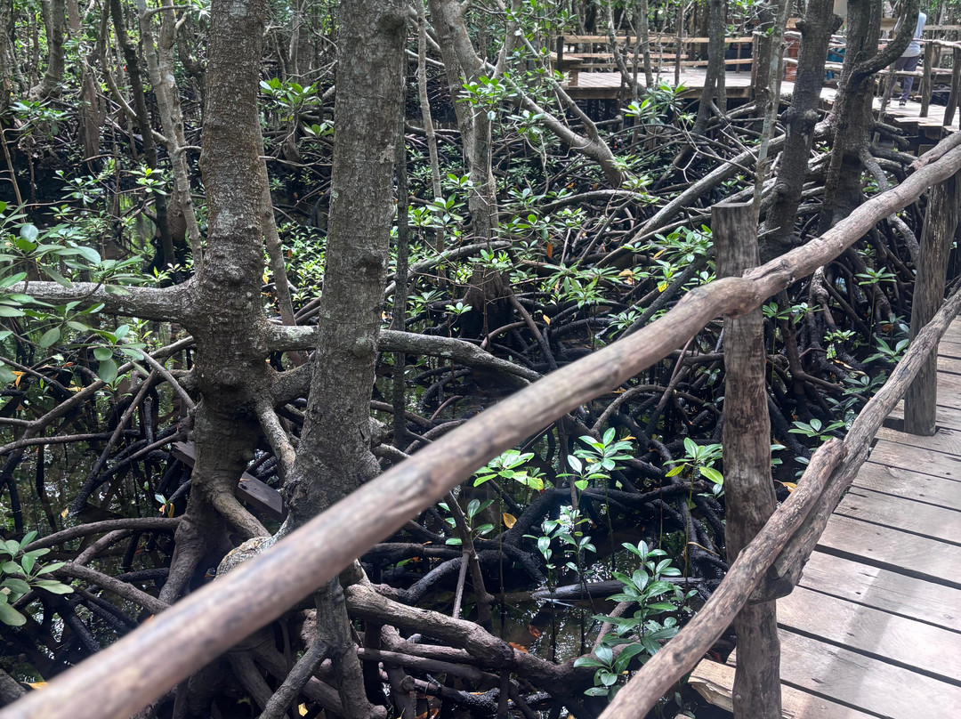 Jozani Chwaka Bay National Park-桑给巴尔岛必去景点